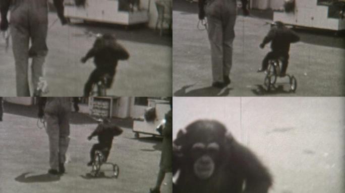 20世纪30年代被虐待的猴子