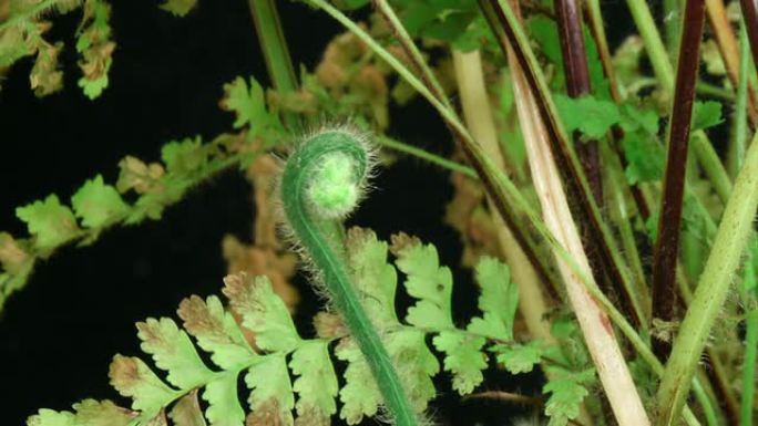 蕨类植物生长延时视频