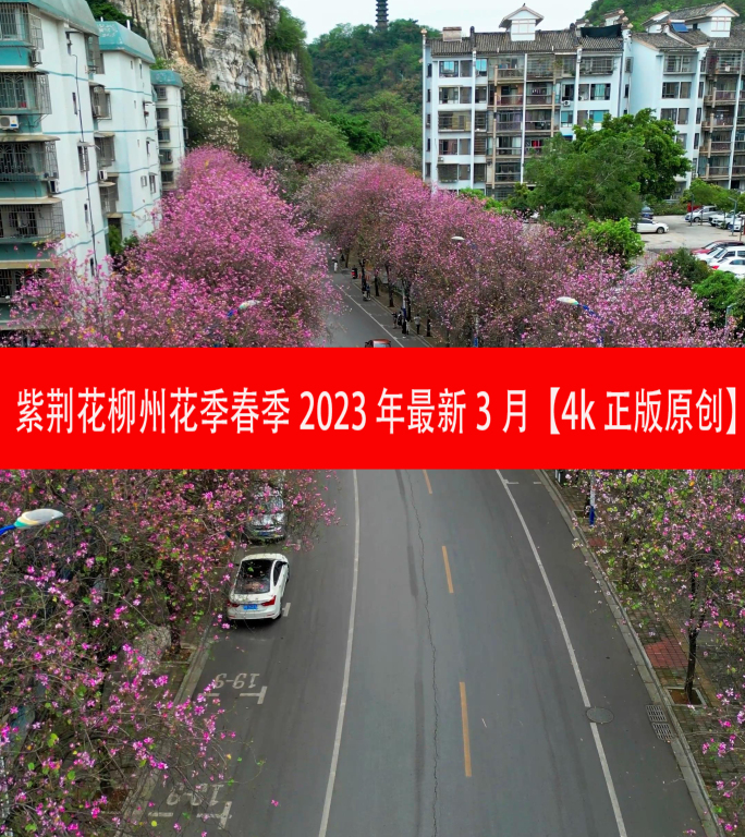 紫荆花柳州花季春季2023年最新3月