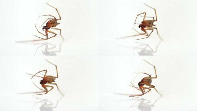 蜘蛛编织网-高清，NTSC