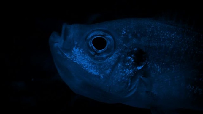 鱼在黑暗中吞咽的特写镜头