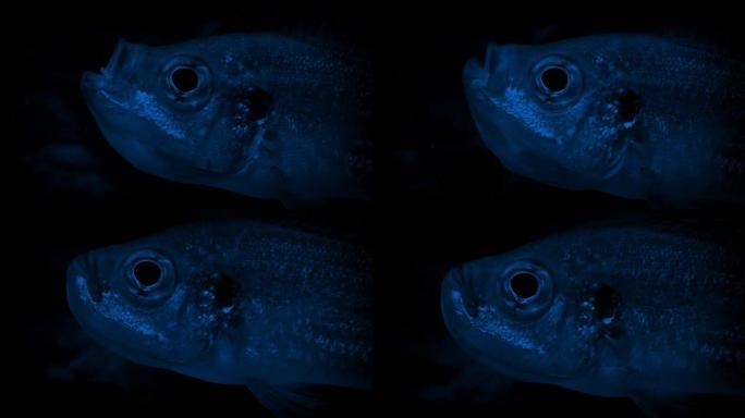 鱼在黑暗中吞咽的特写镜头