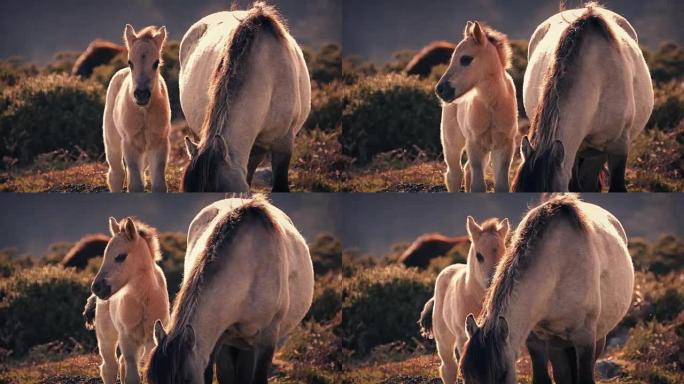 日落时母亲旁边的马驹