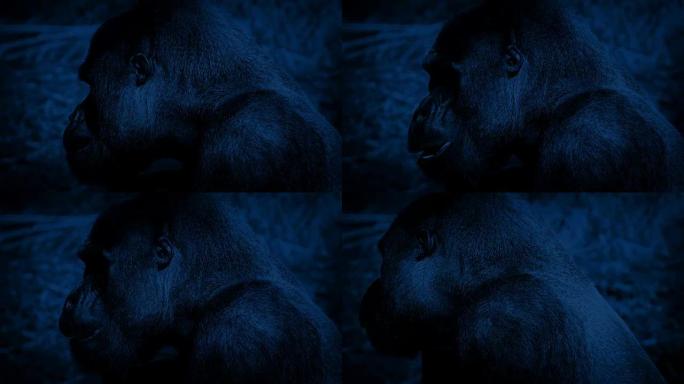 大猩猩晚上吃东西