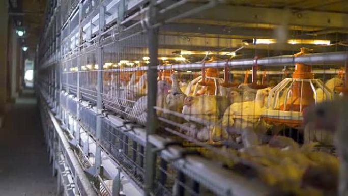 运营中的家禽工厂笼子内的喂养，浇水和照明设备。