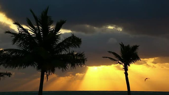 热带日出热带日出大海边椰树