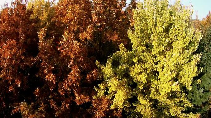 飞越秋天的彩色树木