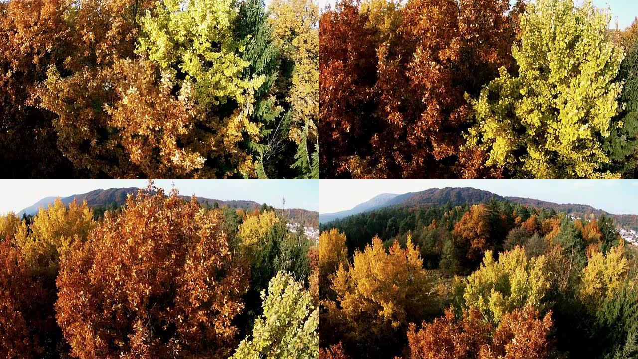 飞越秋天的彩色树木
