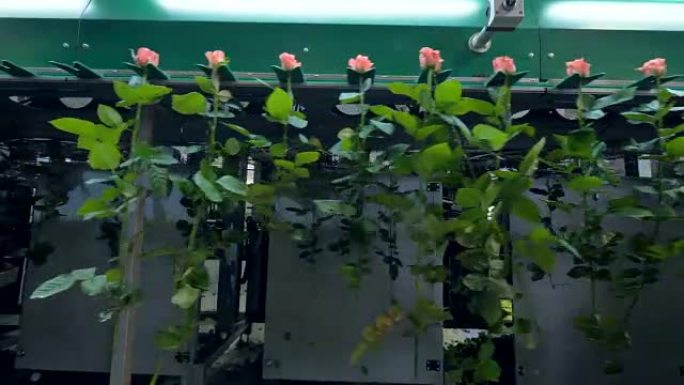 花卉工厂的玫瑰生产线。4K。