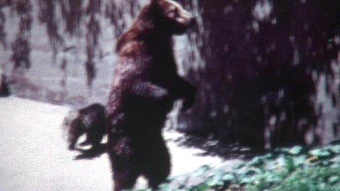 站立的熊1960年代