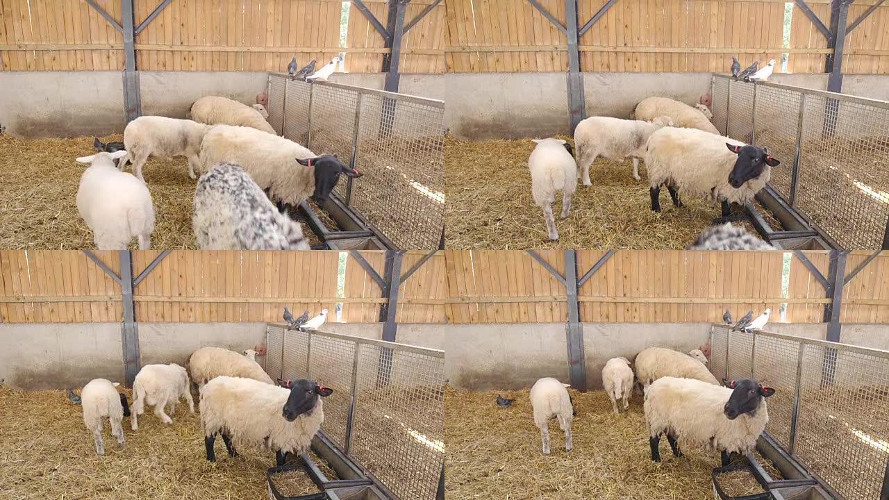 绵羊在农场吃饭