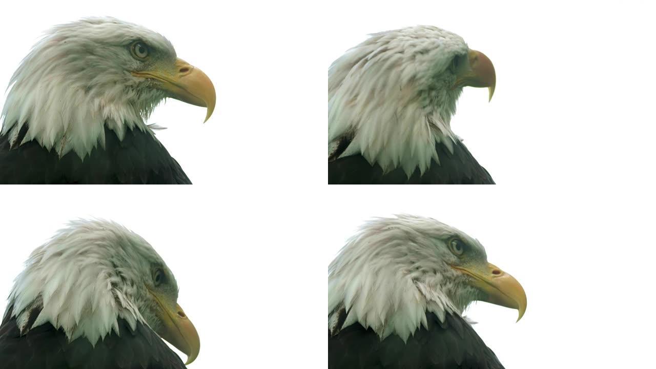 美国秃鹰的肖像
