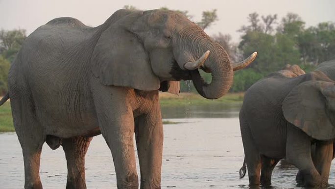 大象公牛喝酒的慢动作，博茨瓦纳