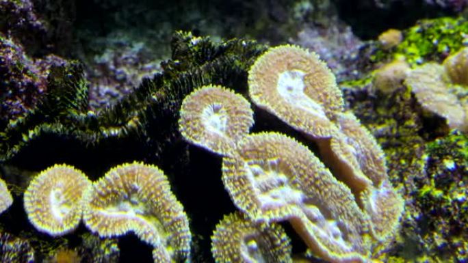 水下珊瑚