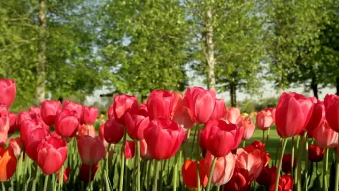 特写: 旅游花园公园里漂亮的紫罗兰色和白色开花郁金香