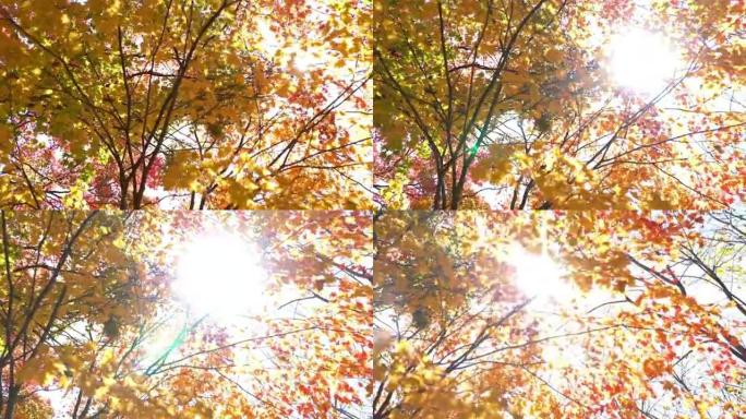 平移镜头: 日本福岛Urabandai Goshi-numa池塘的秋叶背景与美丽的阳光