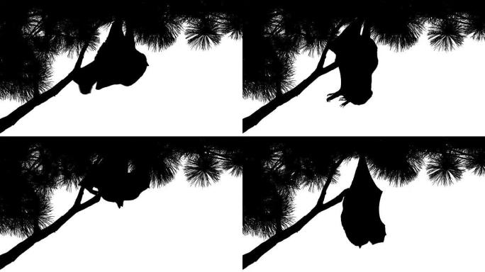 蝙蝠悬挂在树枝上的轮廓