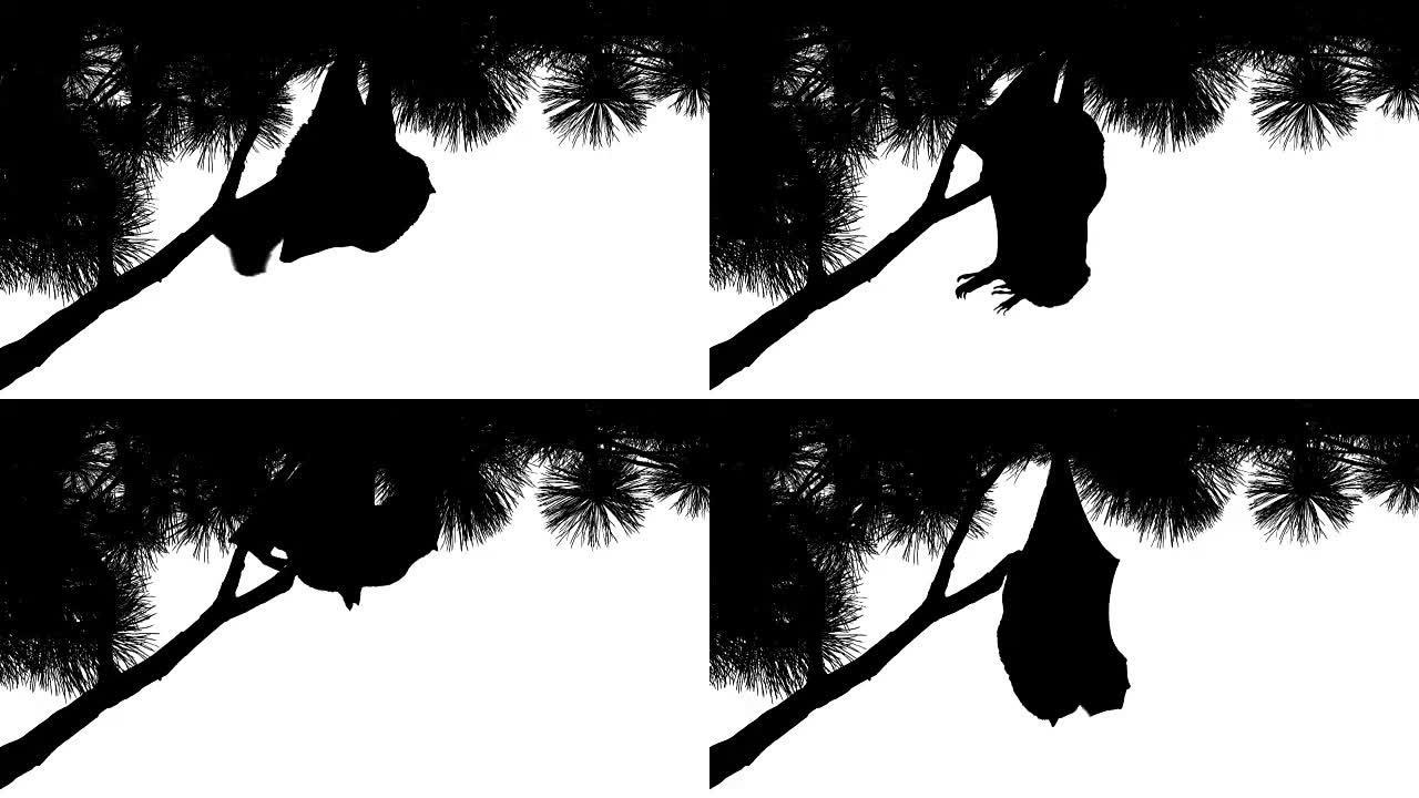 蝙蝠悬挂在树枝上的轮廓