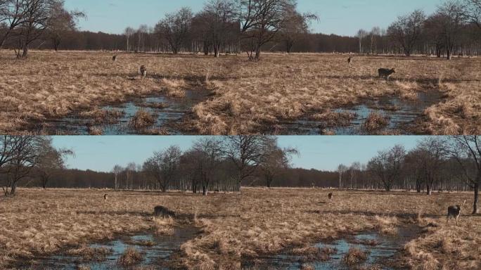 秋天的时候，小鹿在水边的野生动物园里散步。棕色小鹿在田野上行走，在草地上放牧
