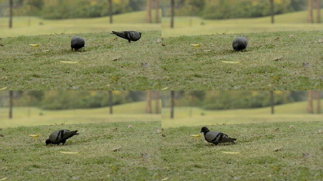 鸽子自然和谐草地上的鸟觅食的鸟
