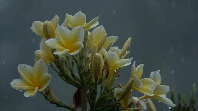 暴雨期间落在夹竹桃花上的雨滴的宏观特写细节