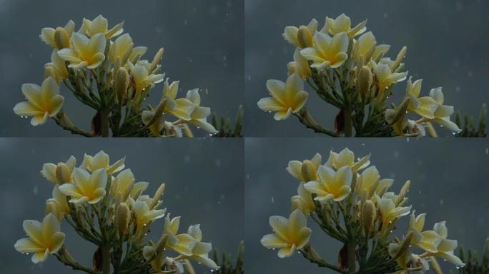 暴雨期间落在夹竹桃花上的雨滴的宏观特写细节