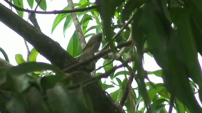 树上的鬣蜥