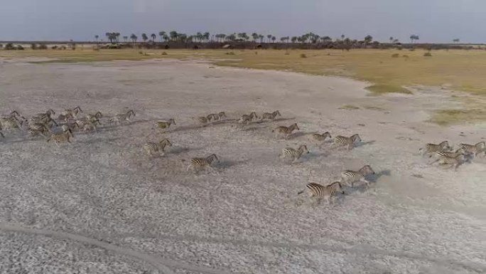 博茨瓦纳Makgadikgadi平底锅中斑马群在盐锅上奔跑的鸟瞰图