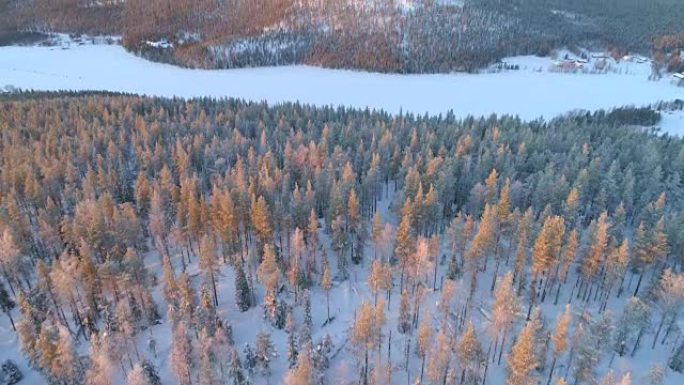 空中: 在芬兰寒冷的冬天早晨，在白雪皑皑的松树森林上空飞行