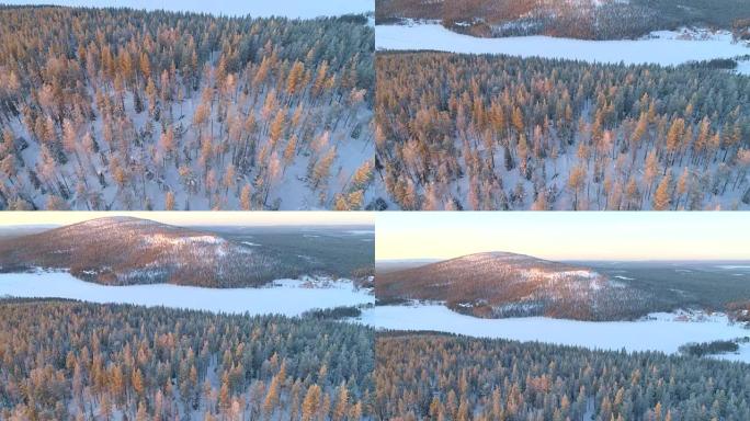 空中: 在芬兰寒冷的冬天早晨，在白雪皑皑的松树森林上空飞行