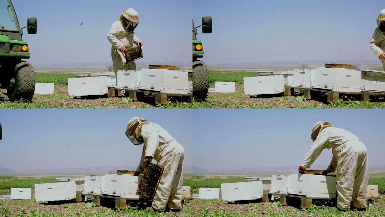 养蜂人把一个带蜂窝的框架放进蜂箱