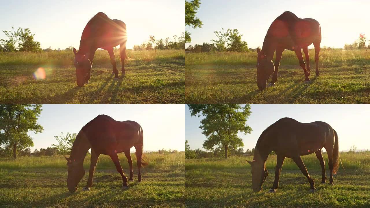 特写: 日落时分，美丽的深棕色马在乡村田野上放牧