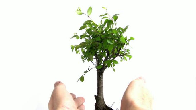 抱着一棵树抱着一棵树生长培育