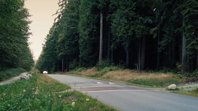 傍晚，汽车在森林道路上经过