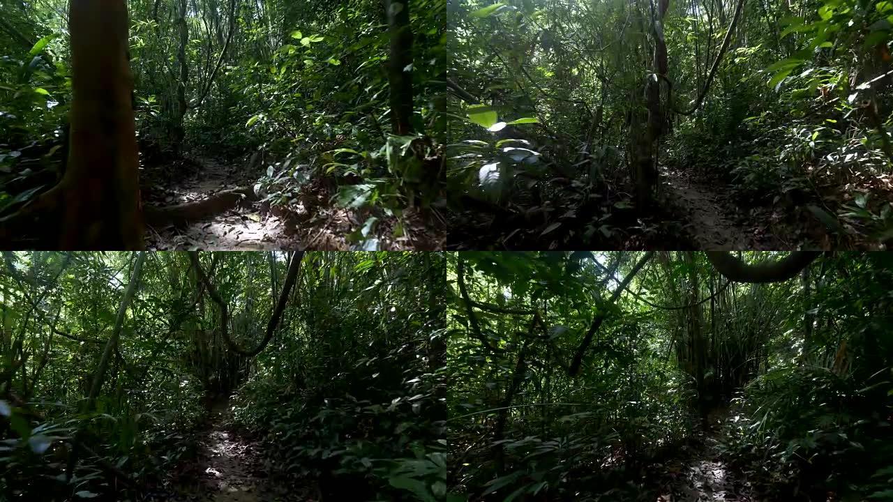 热带雨林中的人行道。穿过绿色潮湿的雨林。万向节射击。UHD, 4K