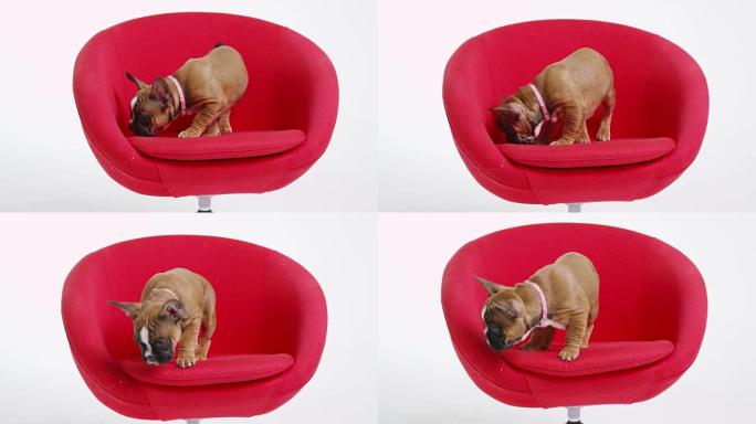 法国斗牛犬小狗在红色椅子上探索，在R3D上拍摄