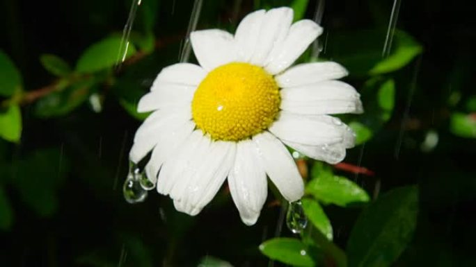 慢动作关闭DOF: 春天盛开的雏菊上的雨滴