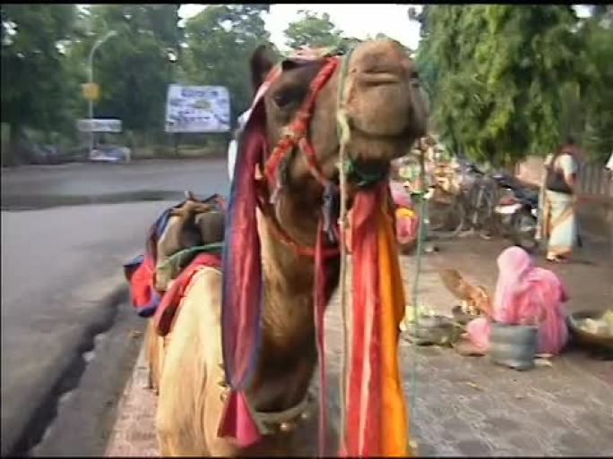 印度乌代浦的骆驼