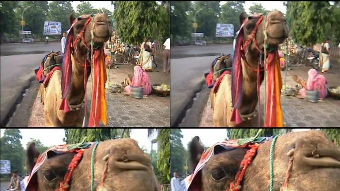 印度乌代浦的骆驼
