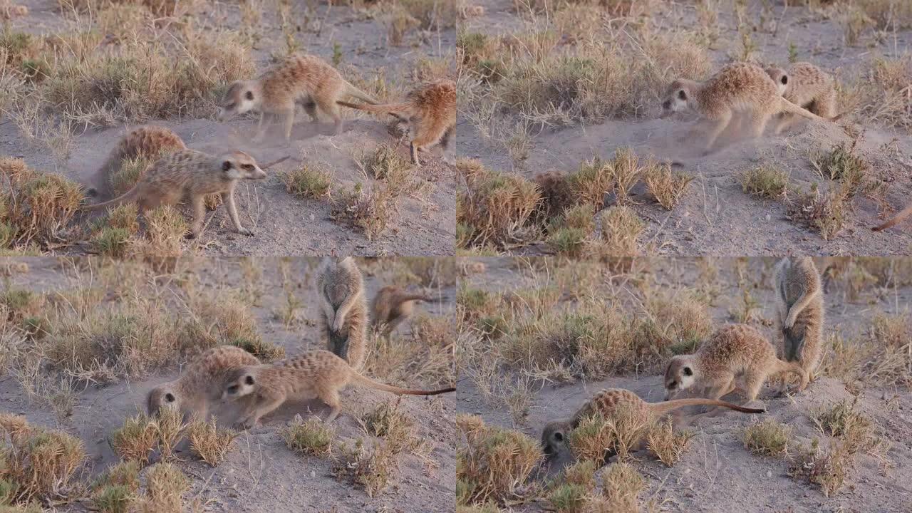 博茨瓦纳burrow的四个猫鼬清理入口