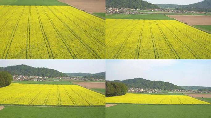 空中: 生物农业农田上郁郁葱葱的黄色油菜和绿色小麦