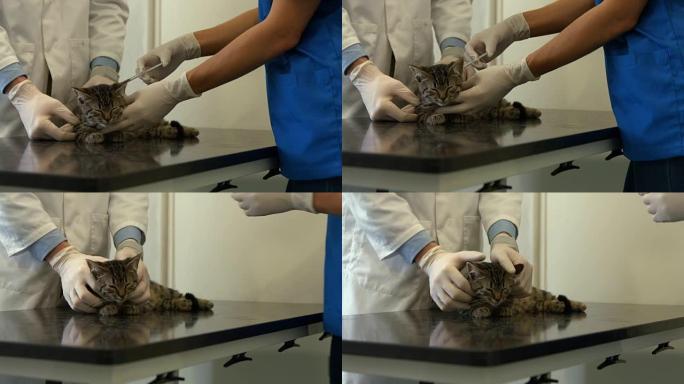 兽医和护士检查小猫