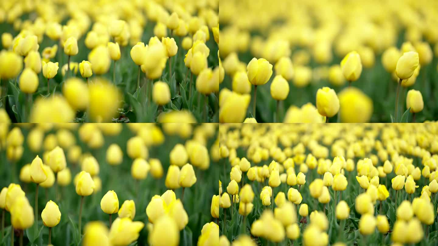 春天公园的黄色郁金香