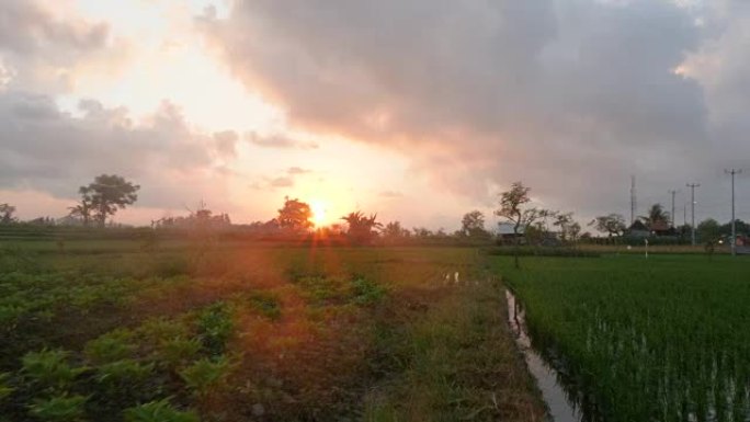日出时穿过稻田的透视镜头