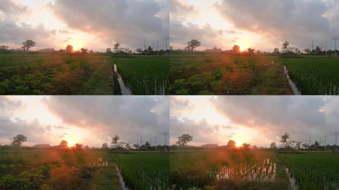 日出时穿过稻田的透视镜头