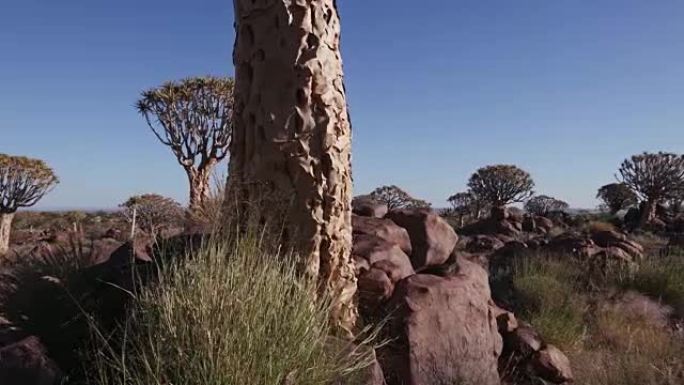 颤抖树/科克布姆森林的4k移动镜头