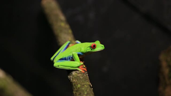 红眼树蛙稀有动物动物世界自然世界