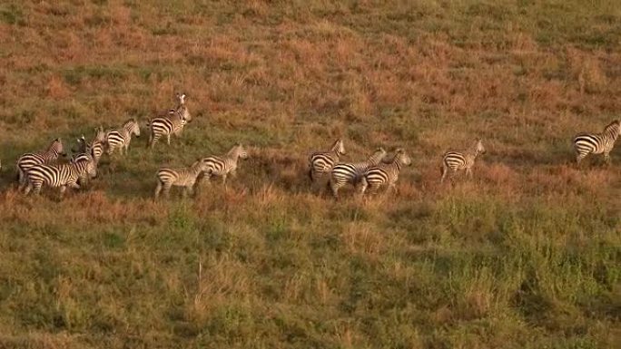 空中: 斑马与婴儿在广阔的萨凡纳田野上疾驰