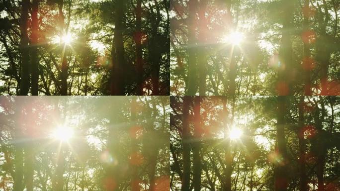 阳光穿过森林中的树木