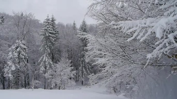 树枝上的积雪